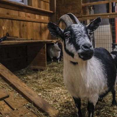 D70A6429 goats 2
