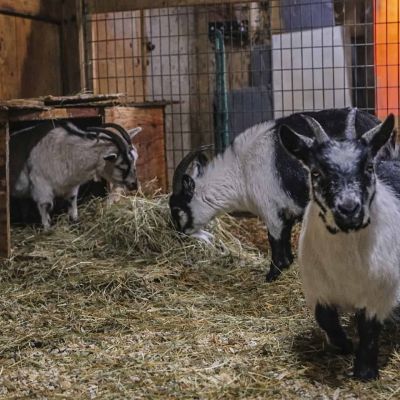 D70A6437 goat