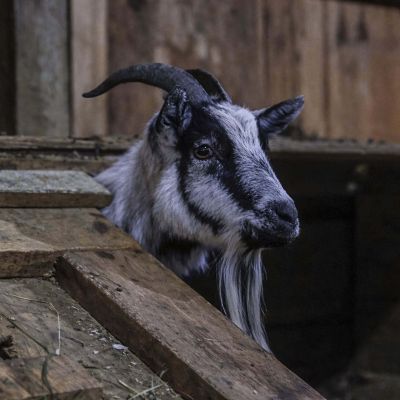 D70A6456 goat